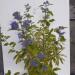 Sadnice - žbunaste vrste: Kariopteris sarenolisni - Caryopteris summer sorbet, slika1